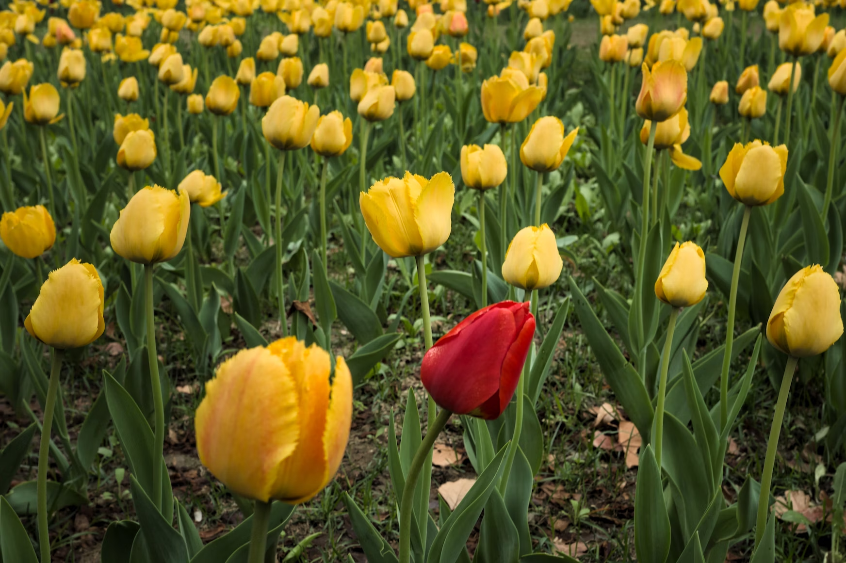 Tulipe rouge dans un champ de tulipes jaunes