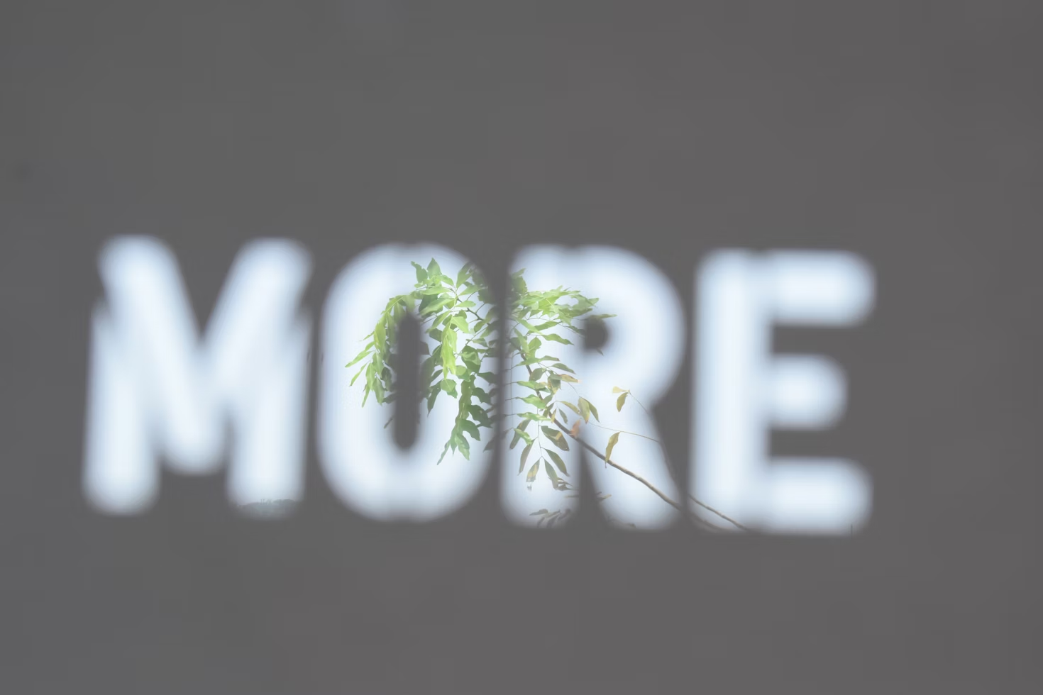 mot "more" en écriture blanche sur fond noir avec une plante au milieu